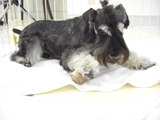 犬