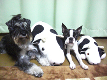 犬