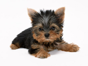 犬
