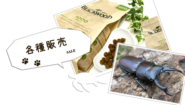 昆虫 その他動物 福岡県福津市のペットショップ Petshopjii S Petshopjii S 昆虫 その他動物 福岡県福津市のペットショップ Petshopjii S Petshopjii S